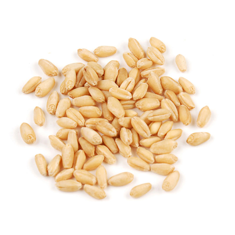 Soft White Wheat Berries